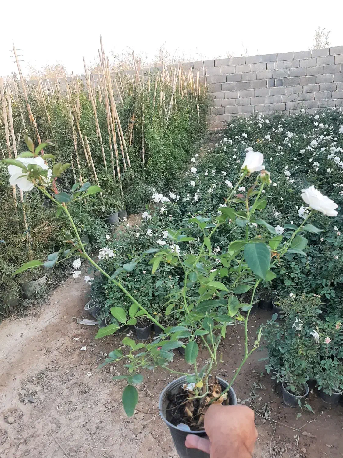 تولید و فروش نسترن سفید باکیفیت بالا و قیمت مناسب|گل و گیاه طبیعی|پاکدشت, پاکدشت (مامازند)|دیوار