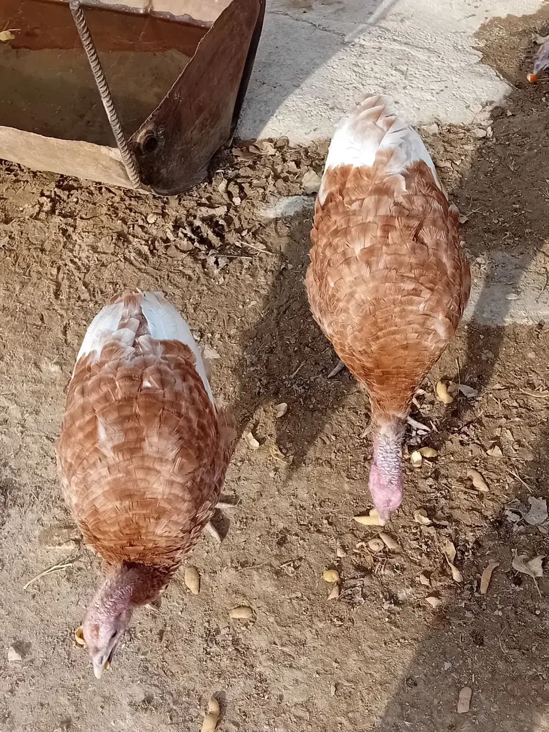 بوقلمون|حیوانات مزرعه|قروه, |دیوار