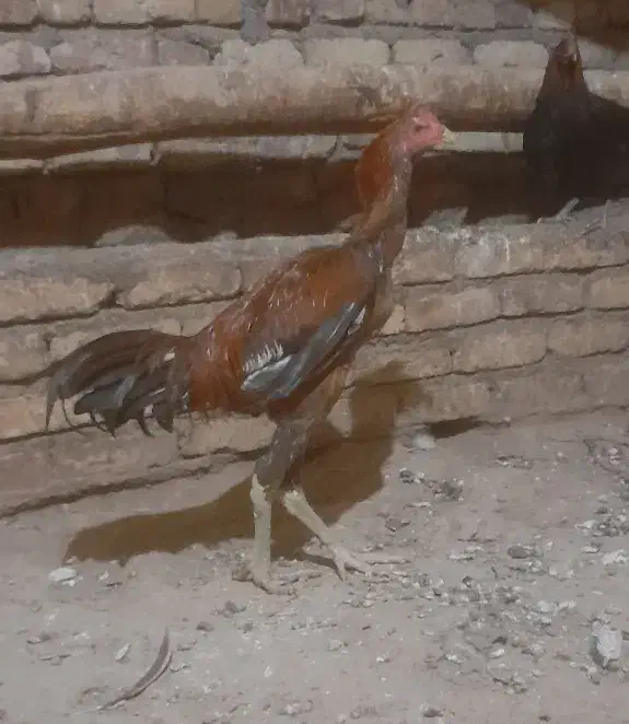 جوجه خروس لاری|حیوانات مزرعه|تربت جام, پاسداران|دیوار