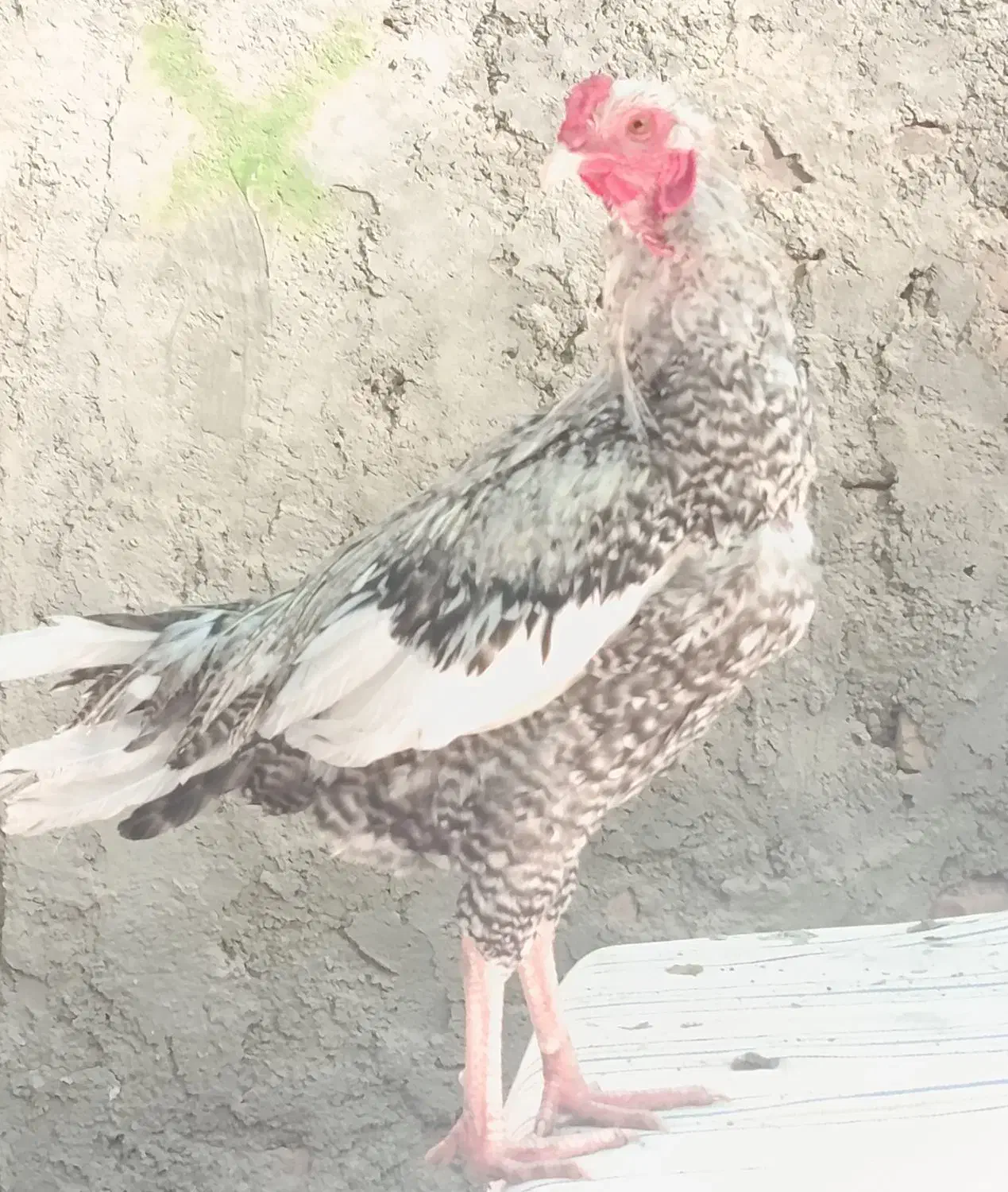 مرغ و خروس|حیوانات مزرعه|ایرانشهر, |دیوار