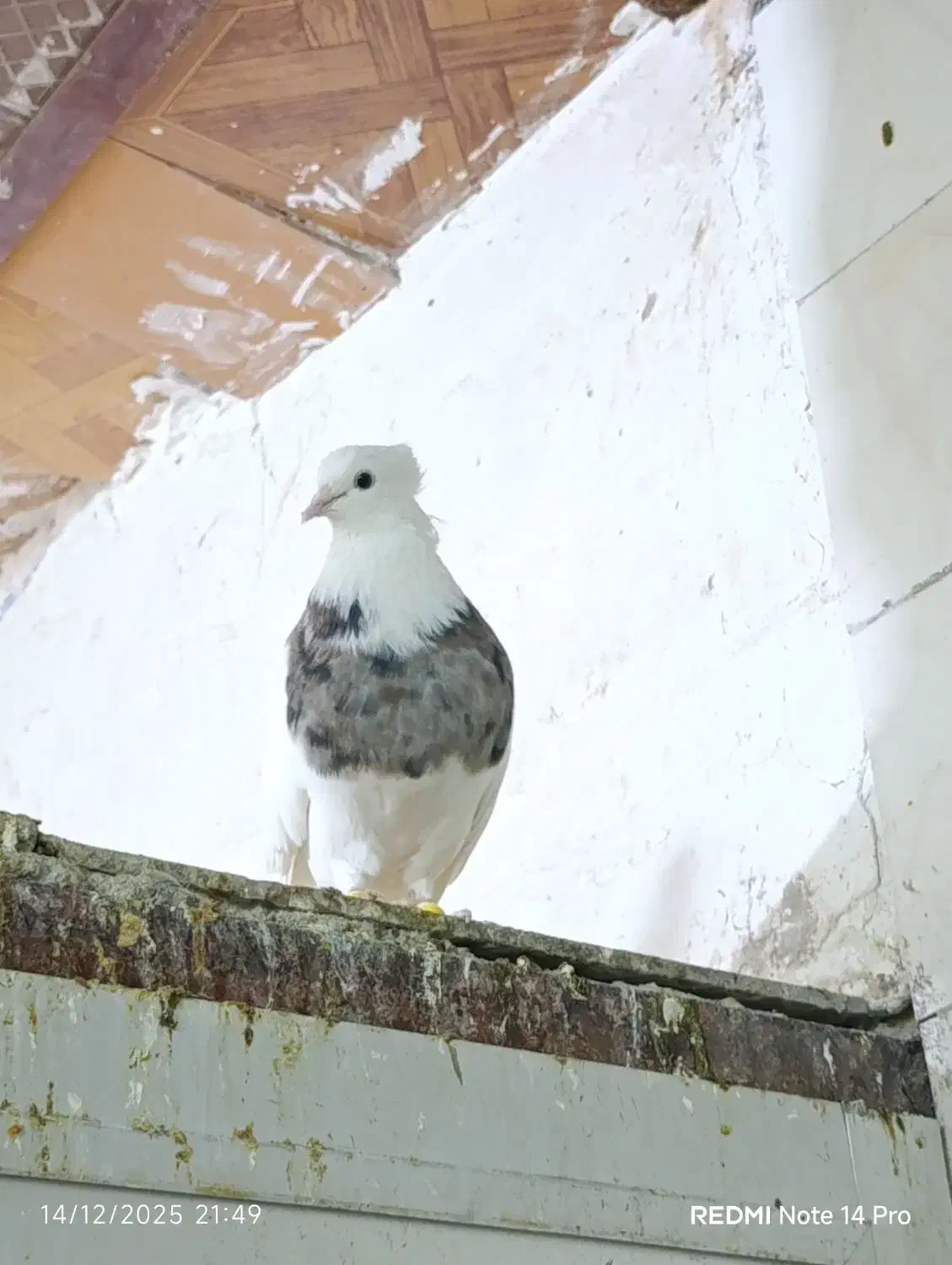 طوقی سرکه ای|پرنده|اردکان, |دیوار