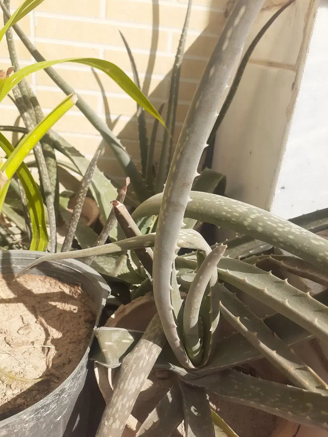 الوئه ورا|گل و گیاه طبیعی|پیر بکران, |دیوار