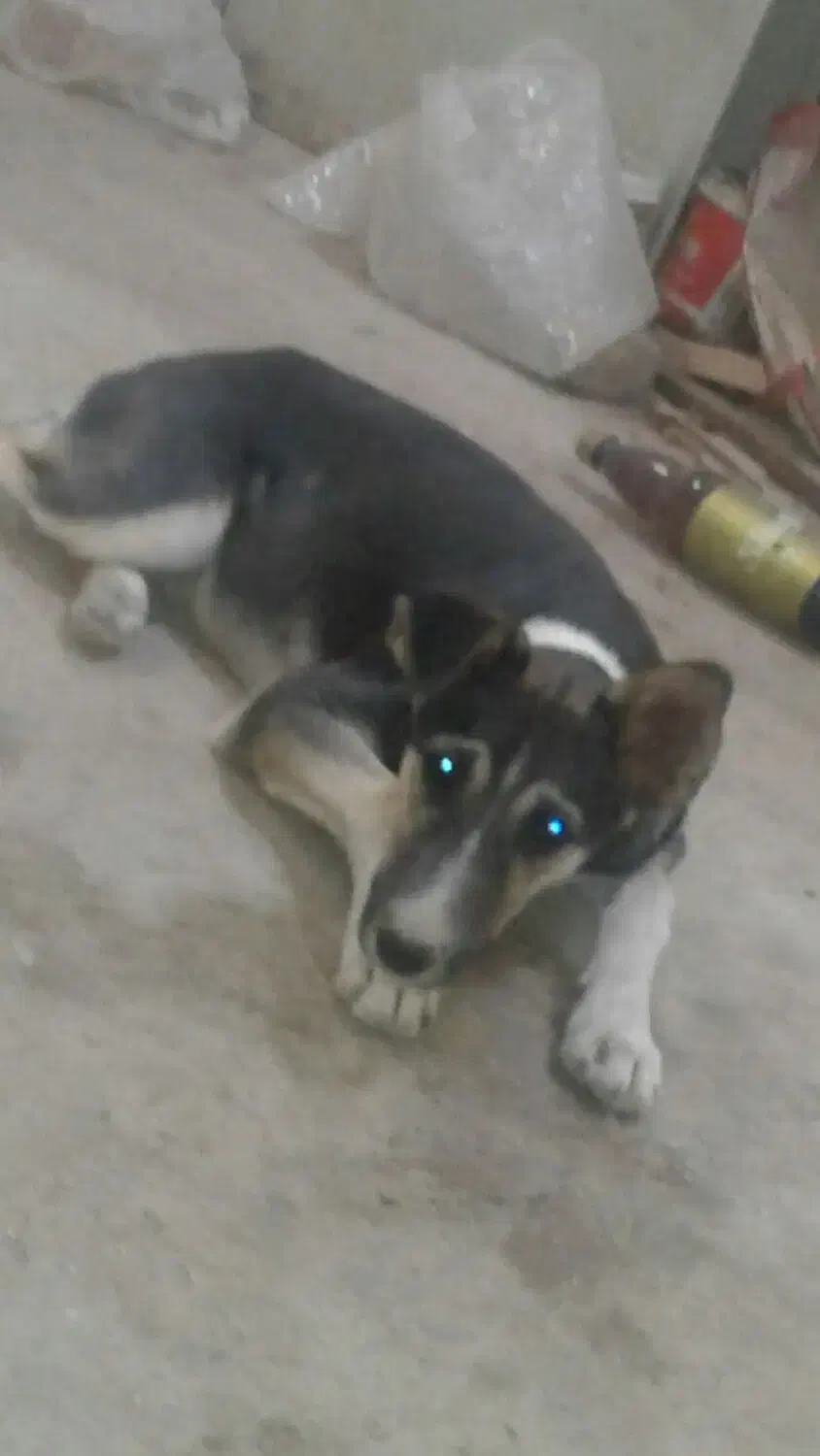 سگ ۵ ماهه واگذاری رایگان|سگ|محمدشهر, محمدشهر|دیوار