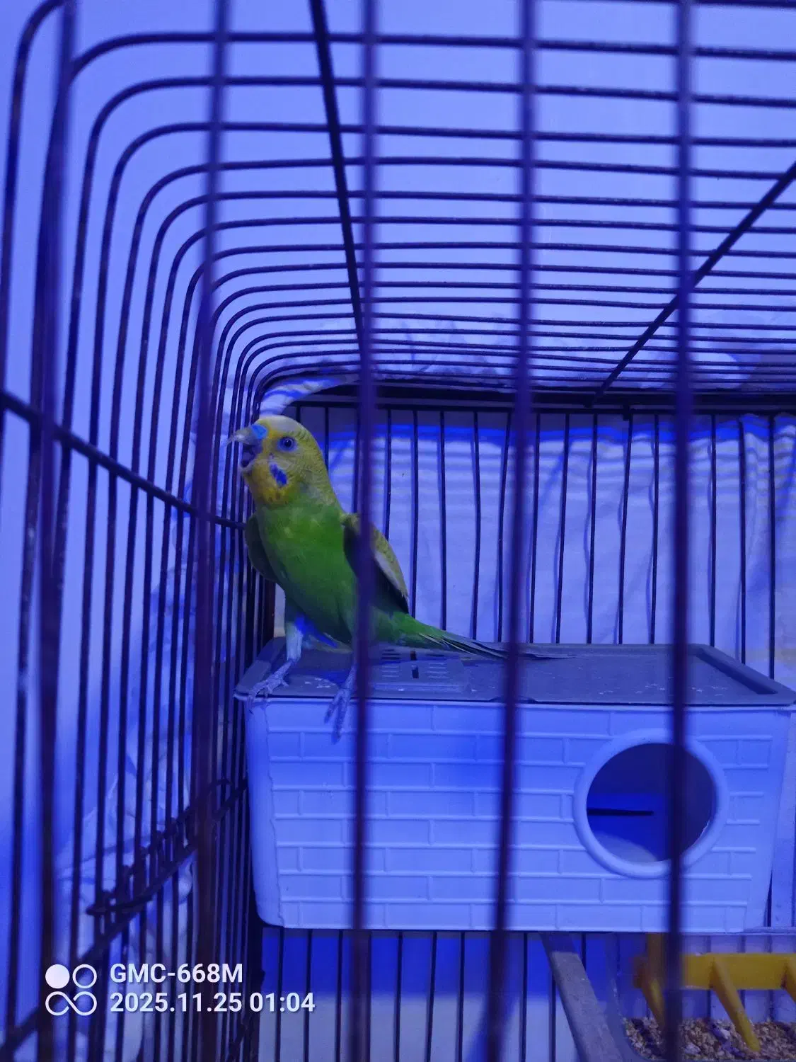 جفت مرغ عشق|پرنده|اردبیل, |دیوار