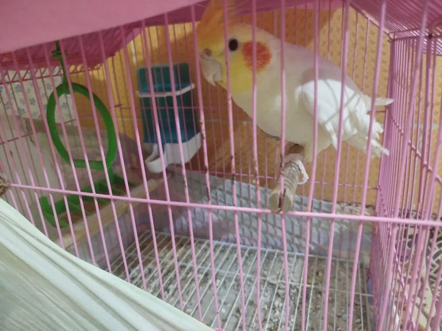 عروس هلندی نر بالغ|پرنده|امیدیه, |دیوار