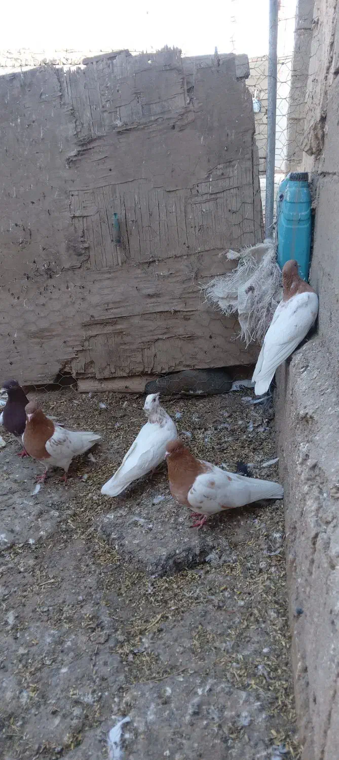 فروش کبوتر کله کاکلی|پرنده|چهاربرج, |دیوار