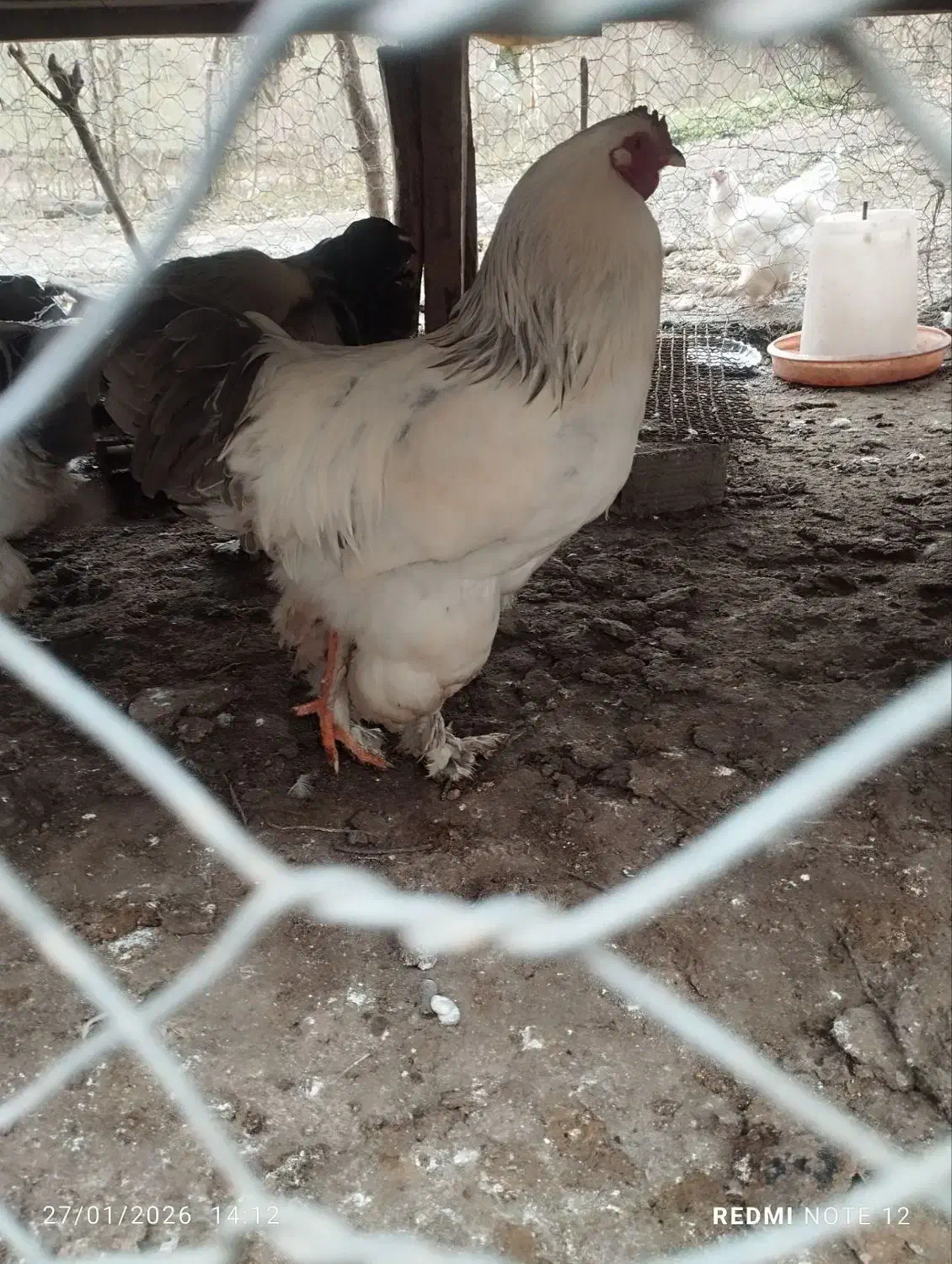 خروس برهما بلولات|حیوانات مزرعه|احمدسرگوراب, |دیوار