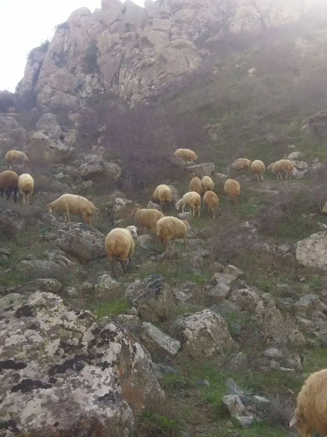 بره نر|حیوانات مزرعه|کلیبر, |دیوار