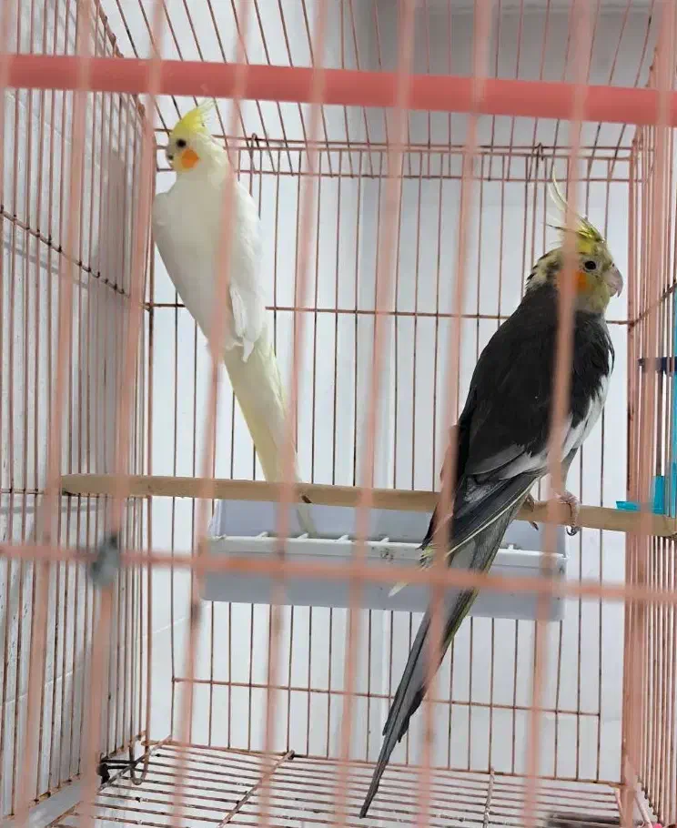 طوطی عروس هلندی مولد، برزیلی|پرنده|شیراز, لاله|دیوار