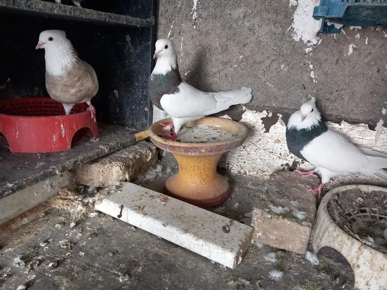 طوقی|پرنده|هرسین, |دیوار