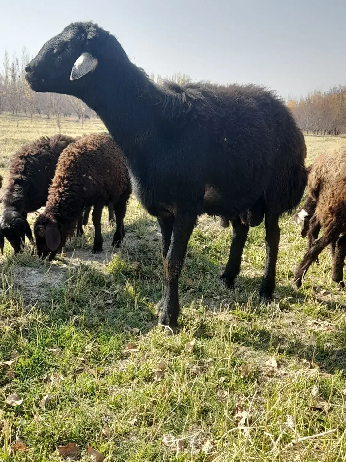 قوچ شیشک قره چال50|حیوانات مزرعه|سلماس, |دیوار