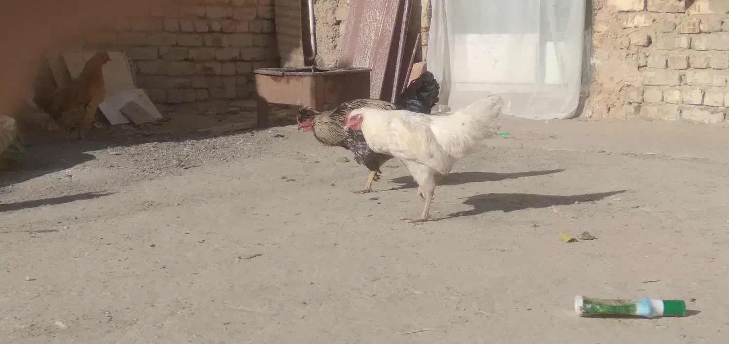 خروس های جوان و زیر قیمت|حیوانات مزرعه|داران, |دیوار