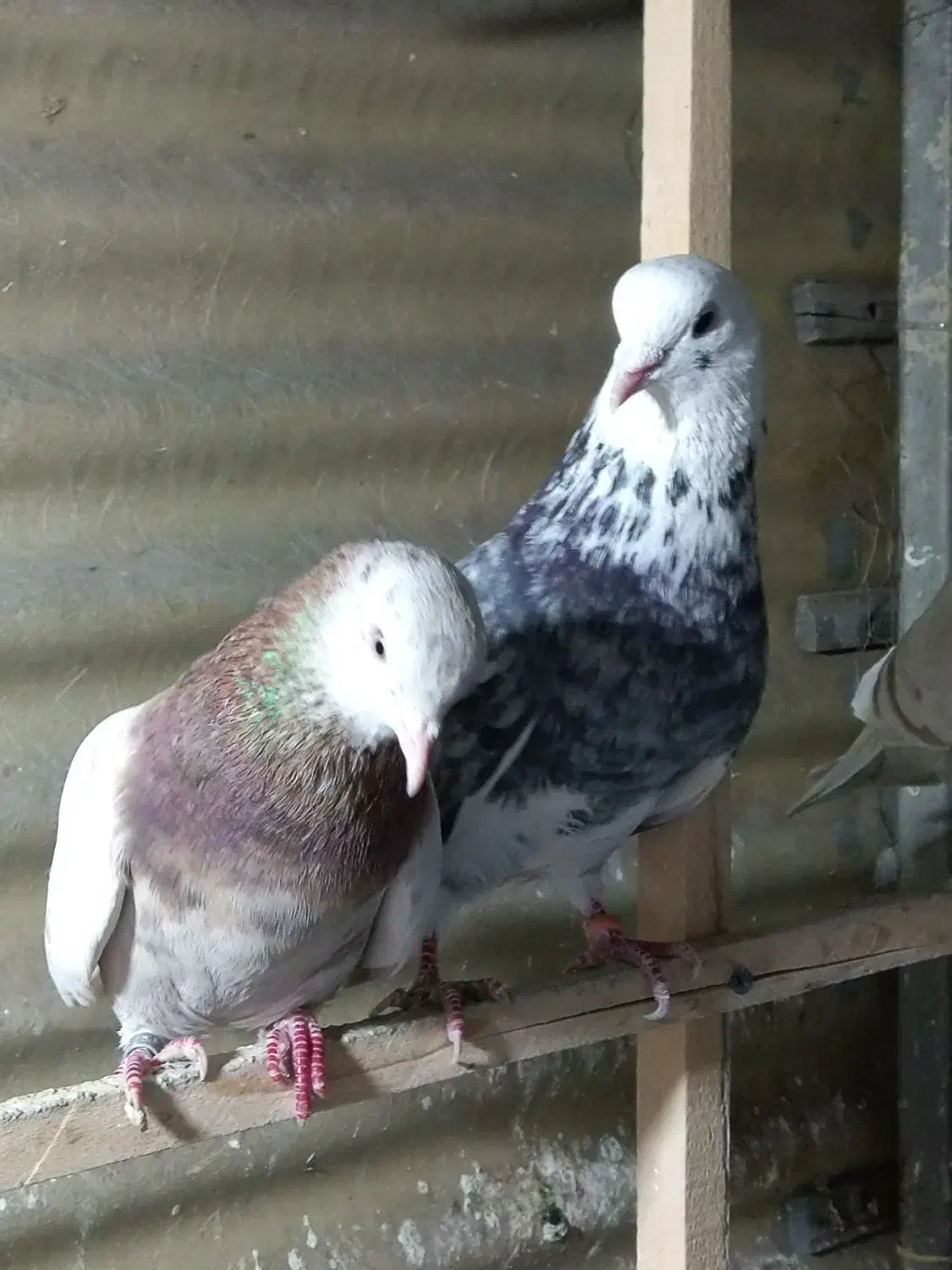 کفتر|پرنده|شهر ری, دولت‌آباد|دیوار