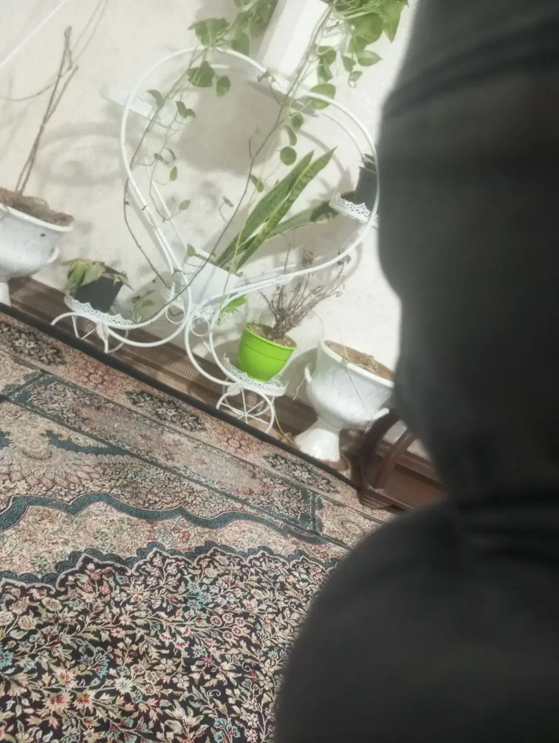 عروس هلندی|پرنده|نرماشیر, |دیوار