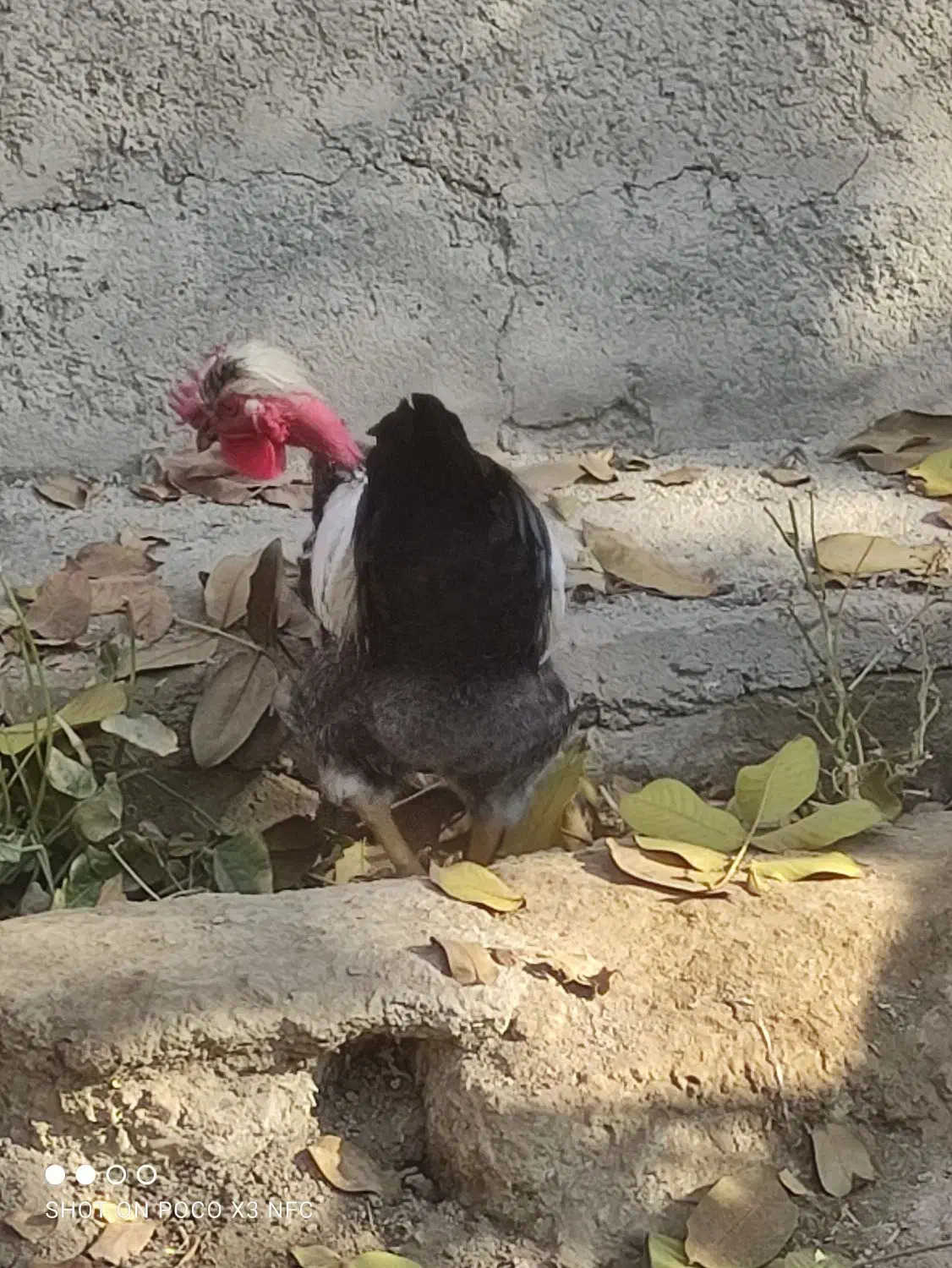 خروس لاری و خروس مشکی|حیوانات مزرعه|مشکین‌دشت, |دیوار