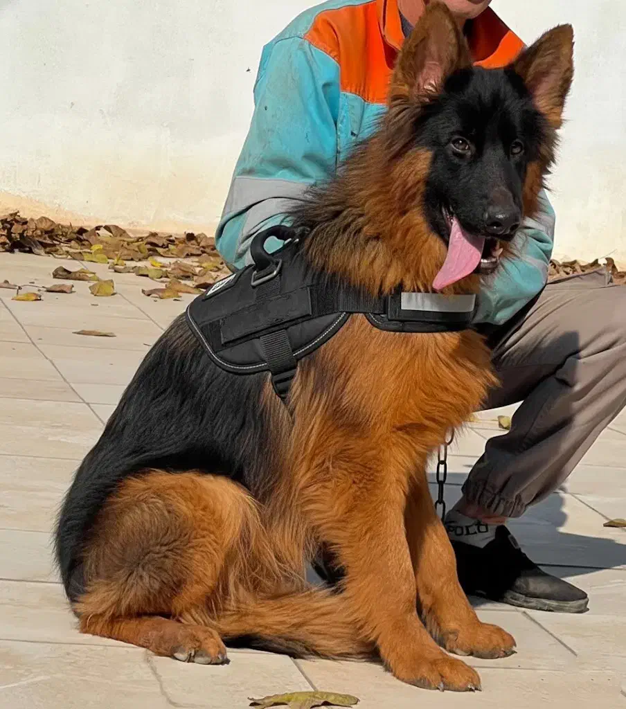 سگ ژرمن شپرد شولاین نر شش ماه جثه درشت فی ۲۵م ت|سگ|تهران, وردآورد|دیوار