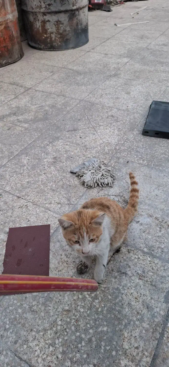 گربه پیدا شده|حیوانات|سمنان, |دیوار