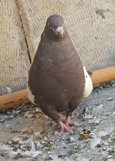 کبوتر سینه پاک|پرنده|سمنان, |دیوار