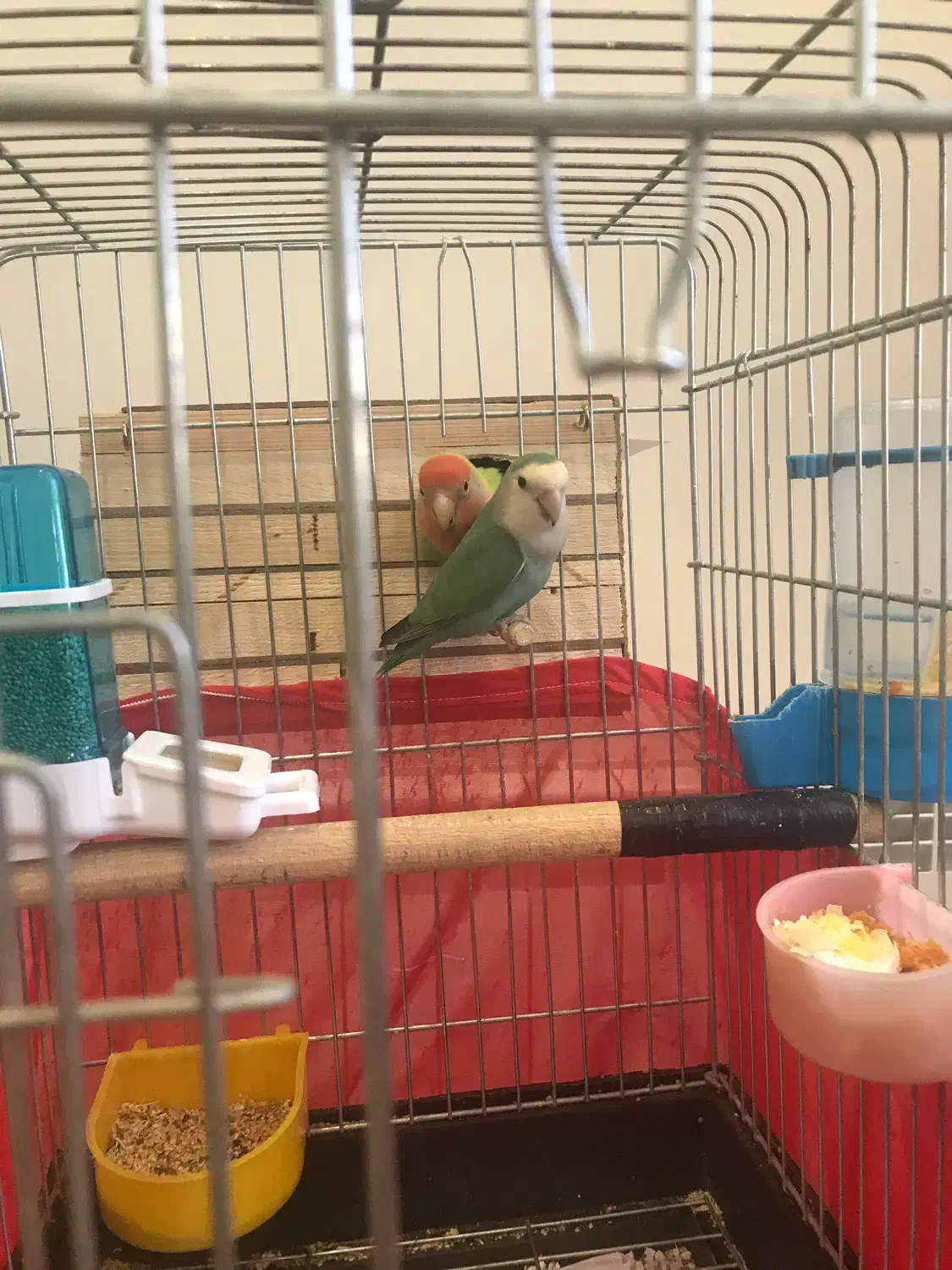 عروس هلندی مولد ‌طوطی برزیلی مولد|پرنده|گرمدره, |دیوار