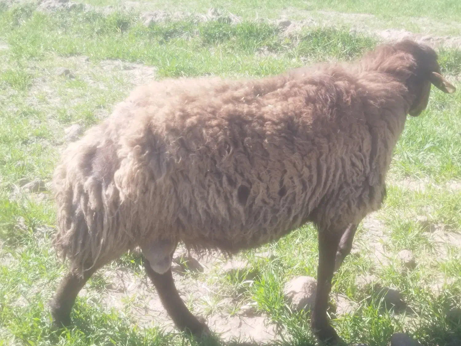 بره هترو|حیوانات مزرعه|نیشابور, فردوسی جنوبی|دیوار