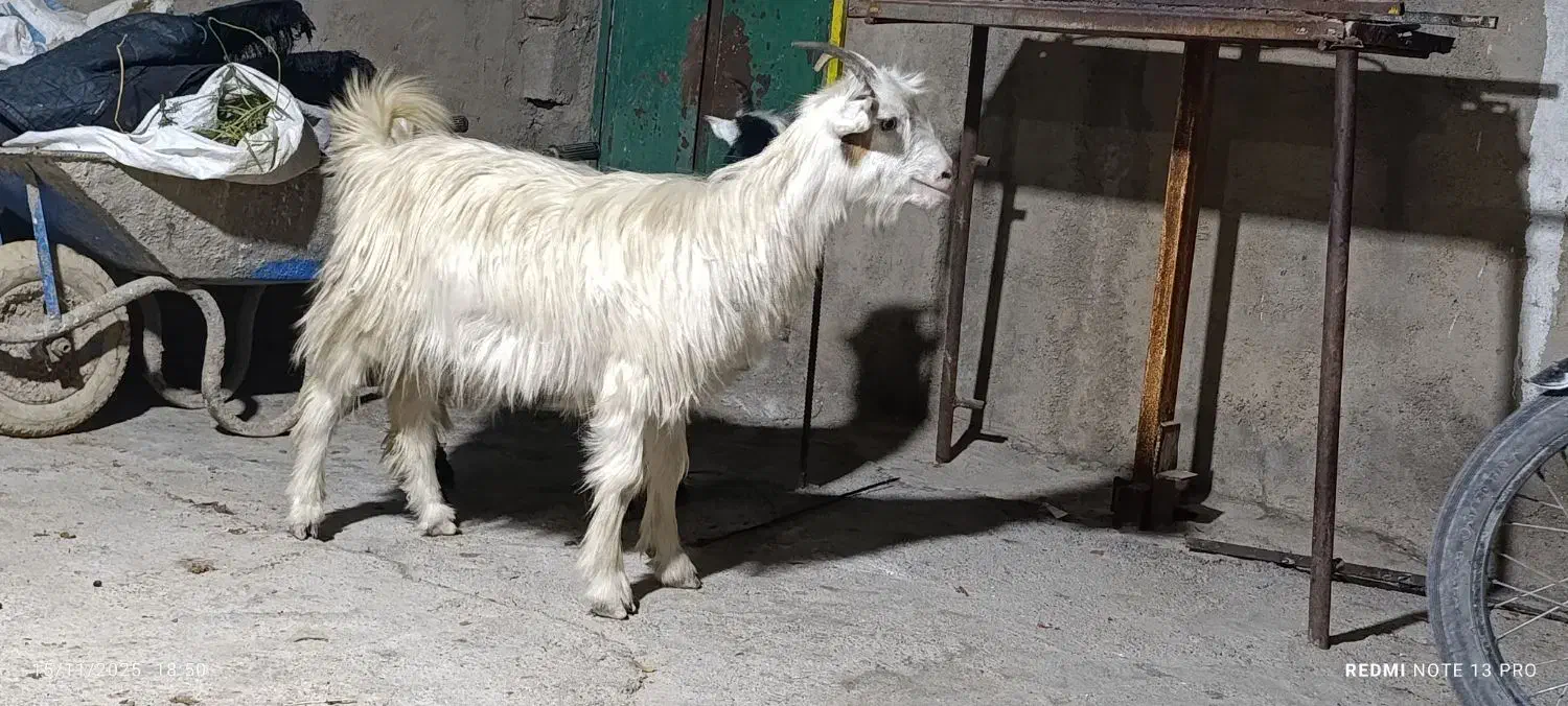 بیگ|حیوانات مزرعه|شوشتر, |دیوار