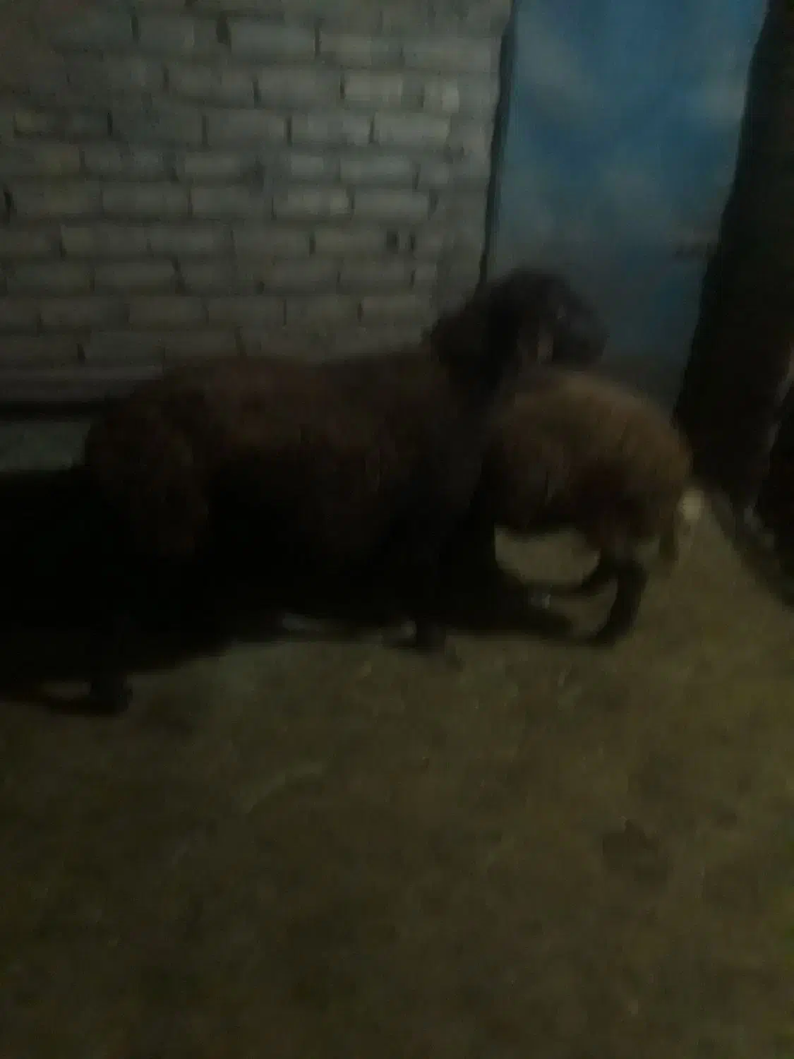 میش و بره|حیوانات مزرعه|نورآباد, |دیوار