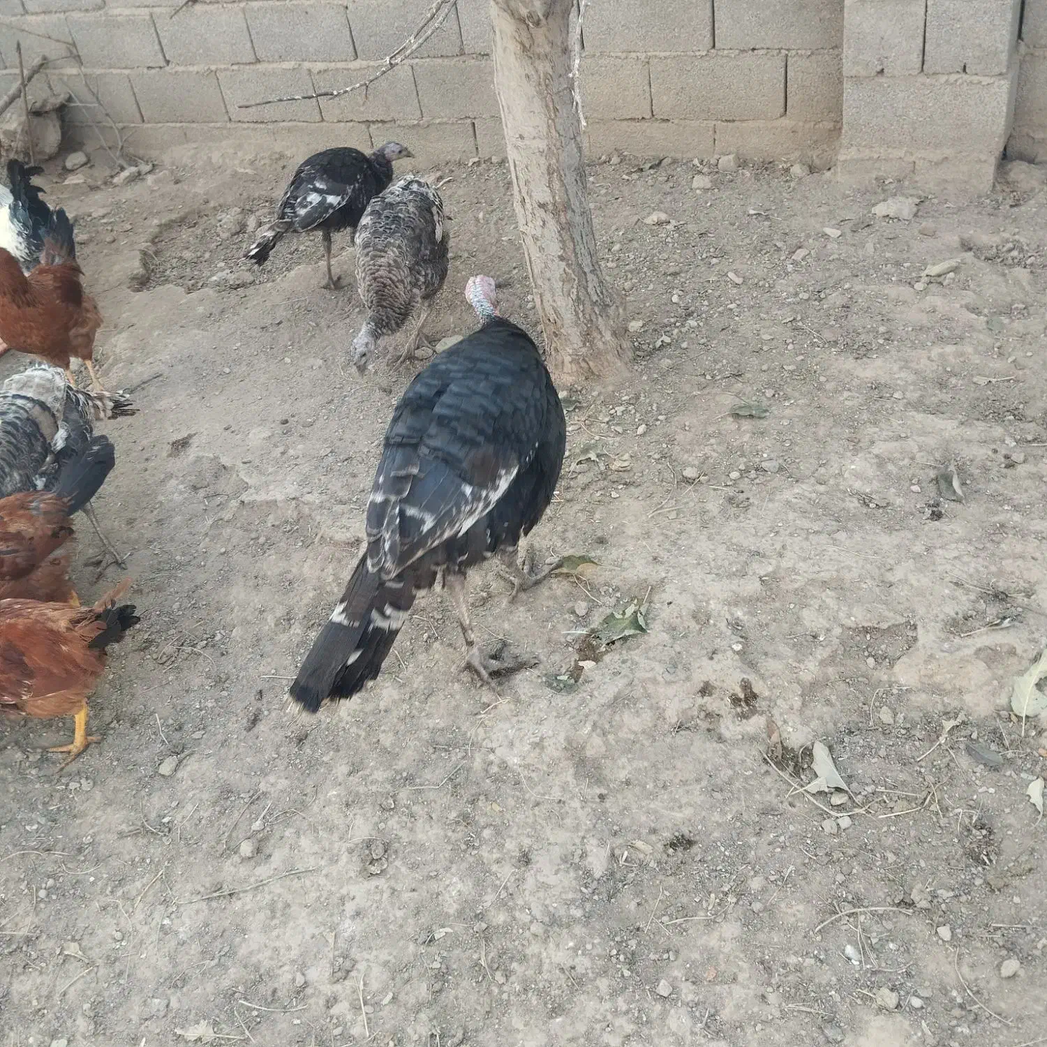 هشتدر خان|حیوانات مزرعه|کشاورز, |دیوار