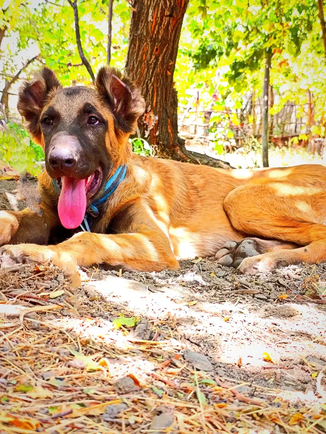 سگ  گمشده|حیوانات|همدان, |دیوار