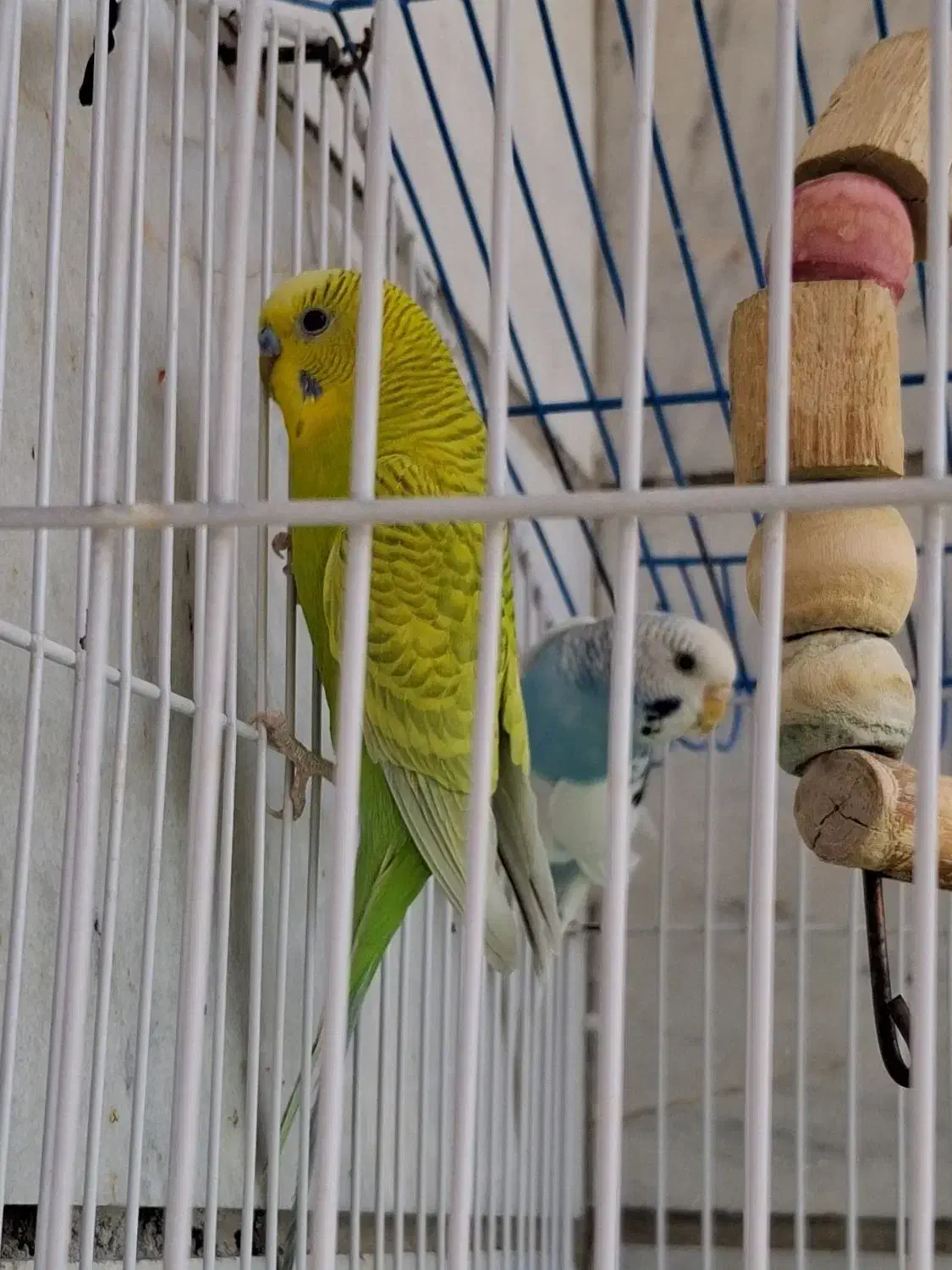 مرغ عشق همراه قفس و لوازم|پرنده|رباطکریم, رباطکریم|دیوار