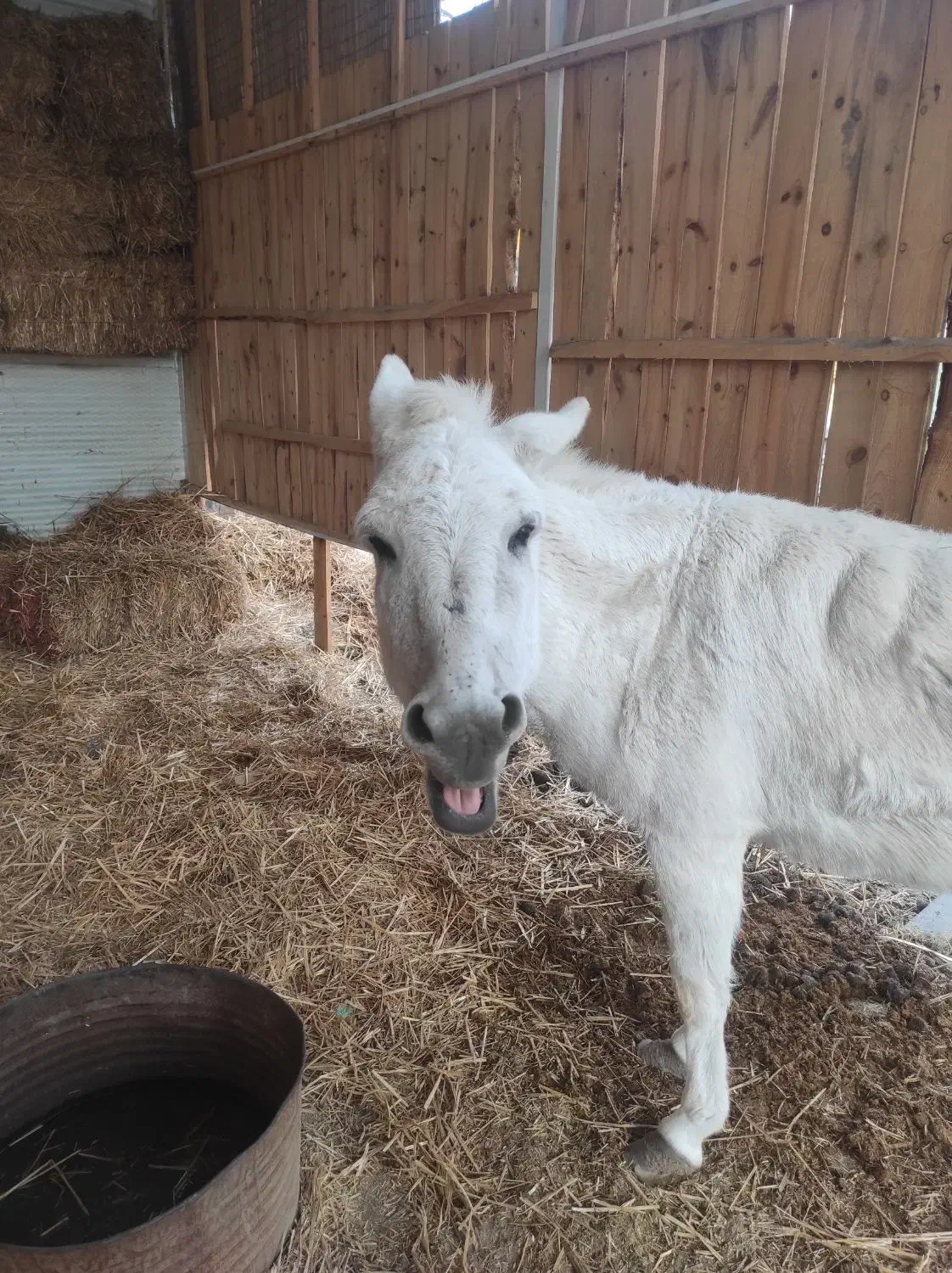 خر ماده|حیوانات مزرعه|مشهد, کوی پلیس|دیوار