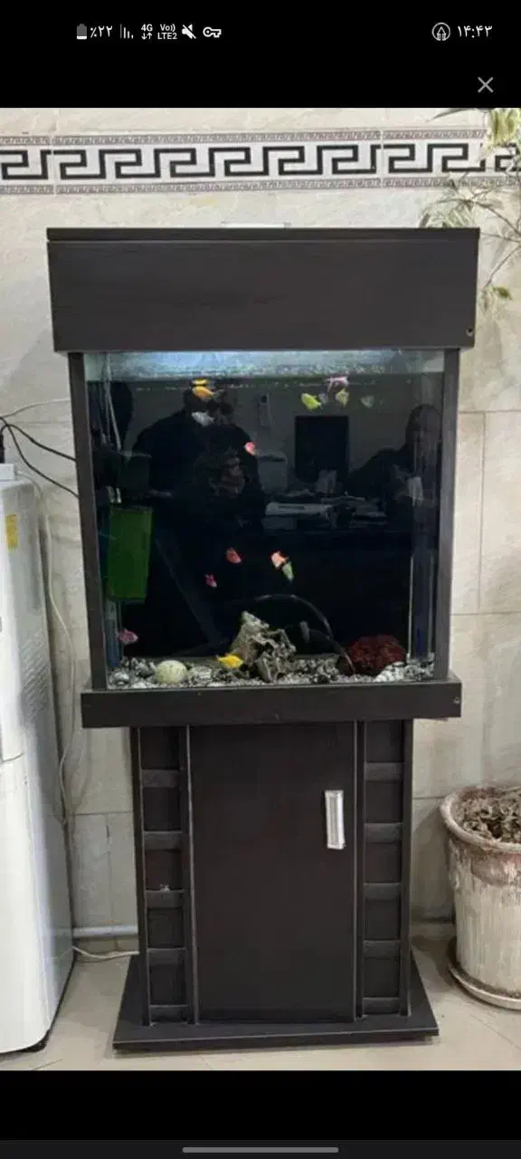 آکواریوم شیشه ای درحد|ماهی|رباطکریم, الارد|دیوار