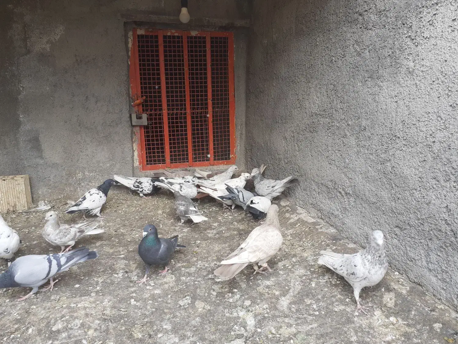 کبوترهای رنگی|پرنده|لنجان, |دیوار