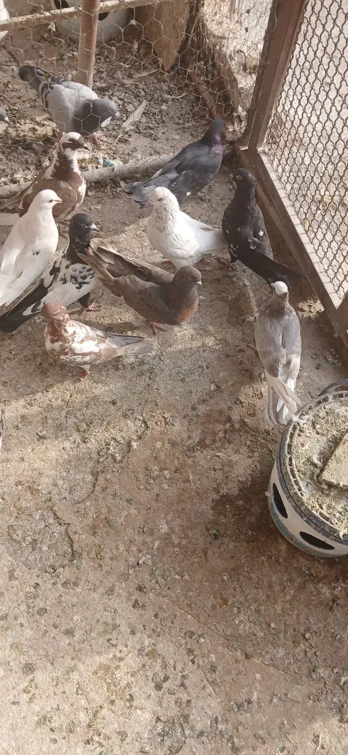 کبوتران غریب|پرنده|ابهر, |دیوار