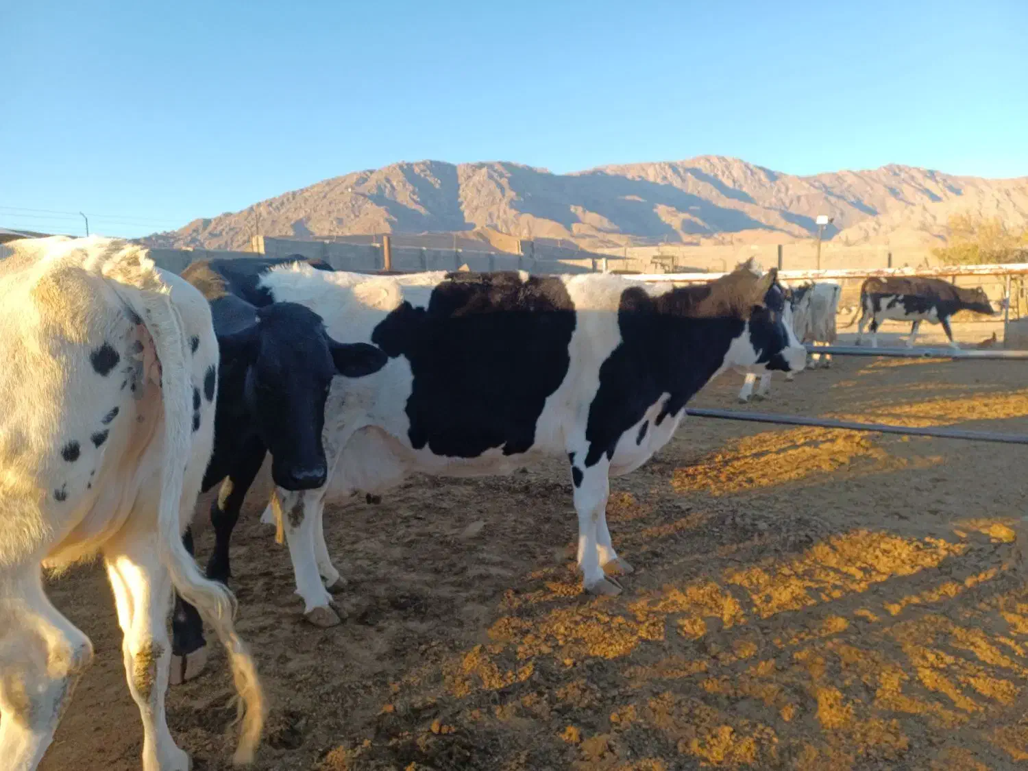 گاو شیری گوساله نر و ماده|حیوانات مزرعه|تربت جام, میان جام|دیوار