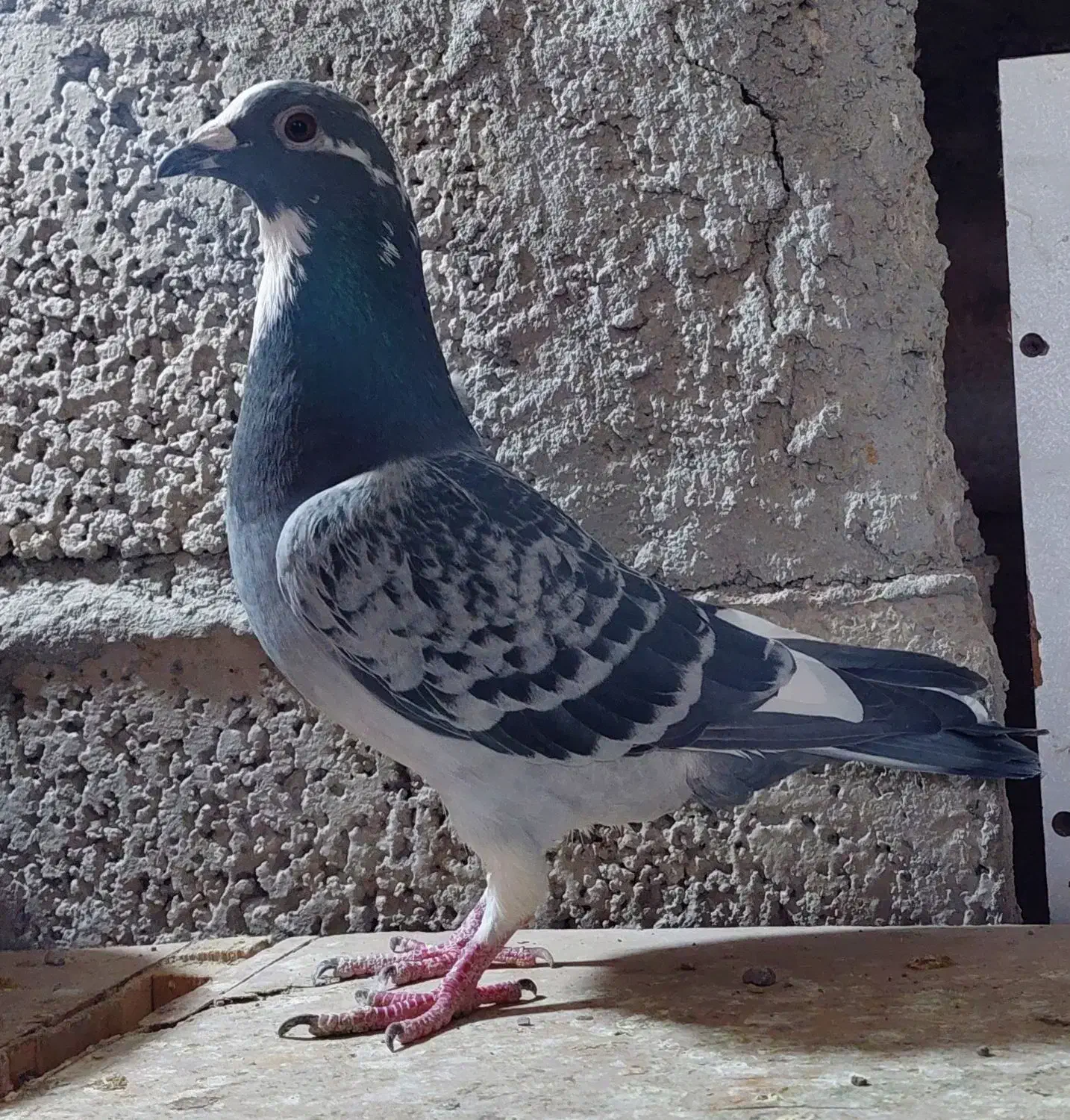 پرنده سرعتی|پرنده|مشگین شهر, |دیوار