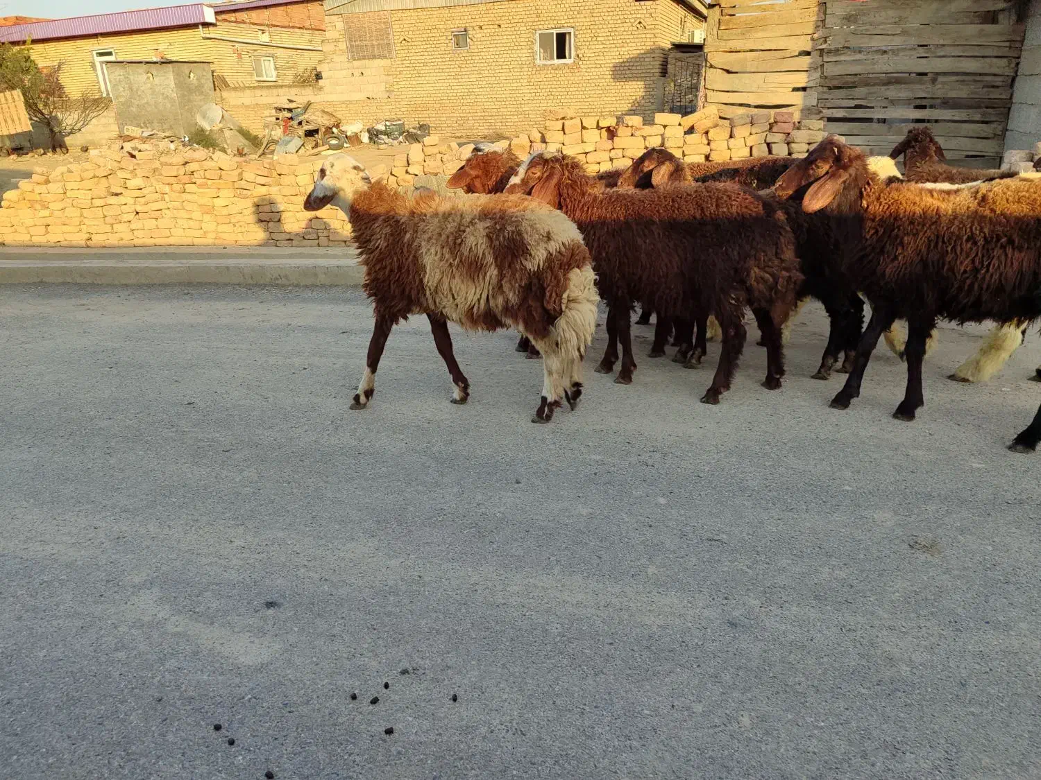 بره نر|حیوانات مزرعه|سیمین شهر, |دیوار