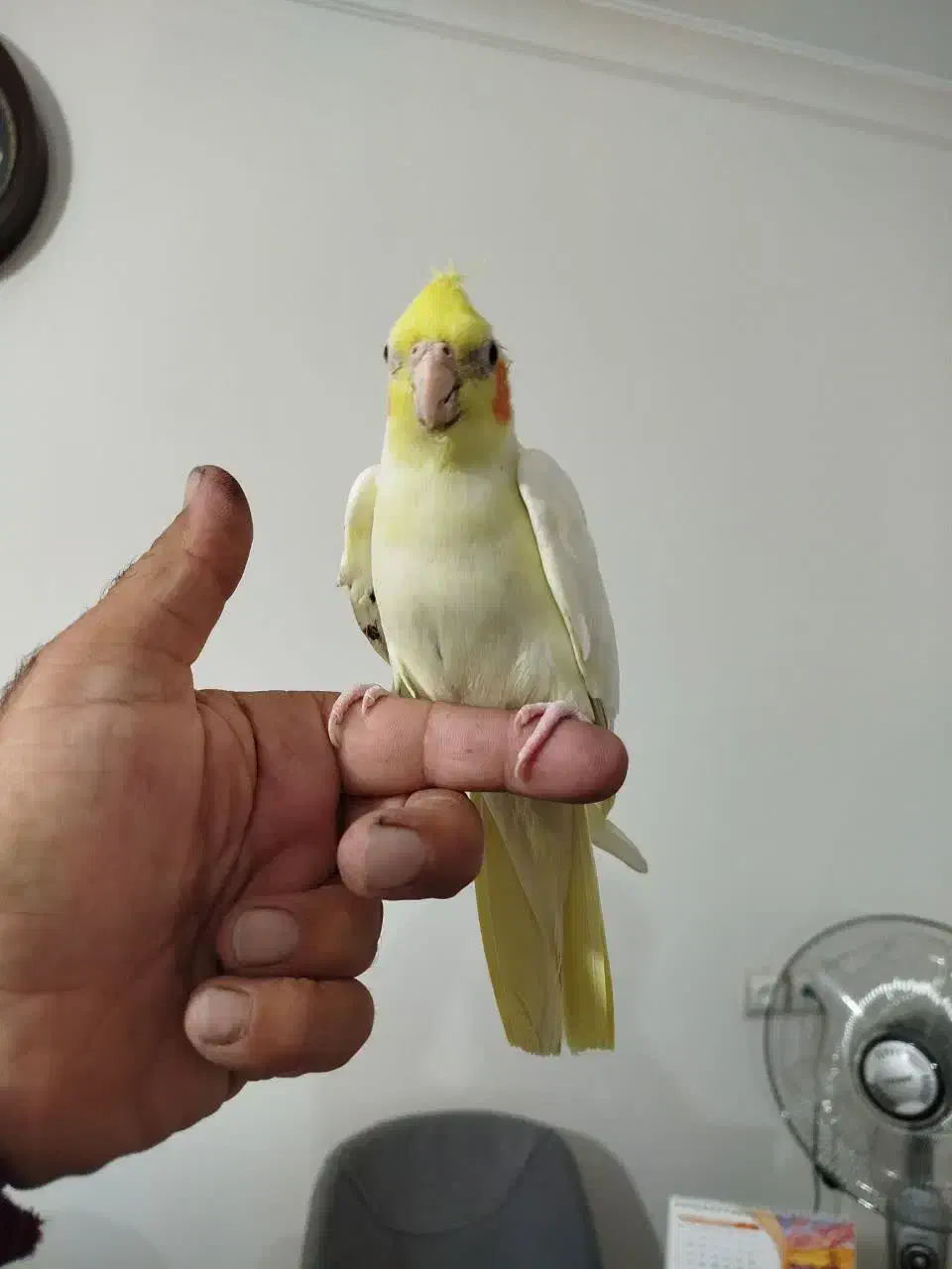 عروس هلندی|پرنده|ماهدشت, |دیوار