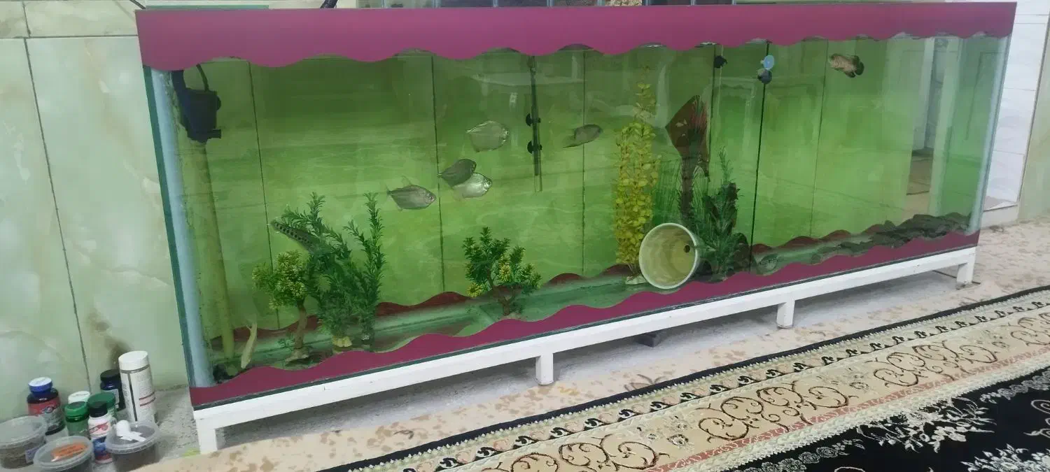 اکواریوم شیشه سکوریت|ماهی|ایلام, |دیوار
