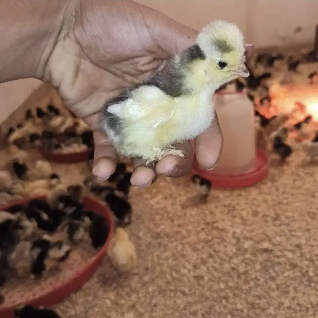 جوجه مرغ خروس کاکلی و گردن لخت یک روزه|حیوانات مزرعه|سیرجان, |دیوار