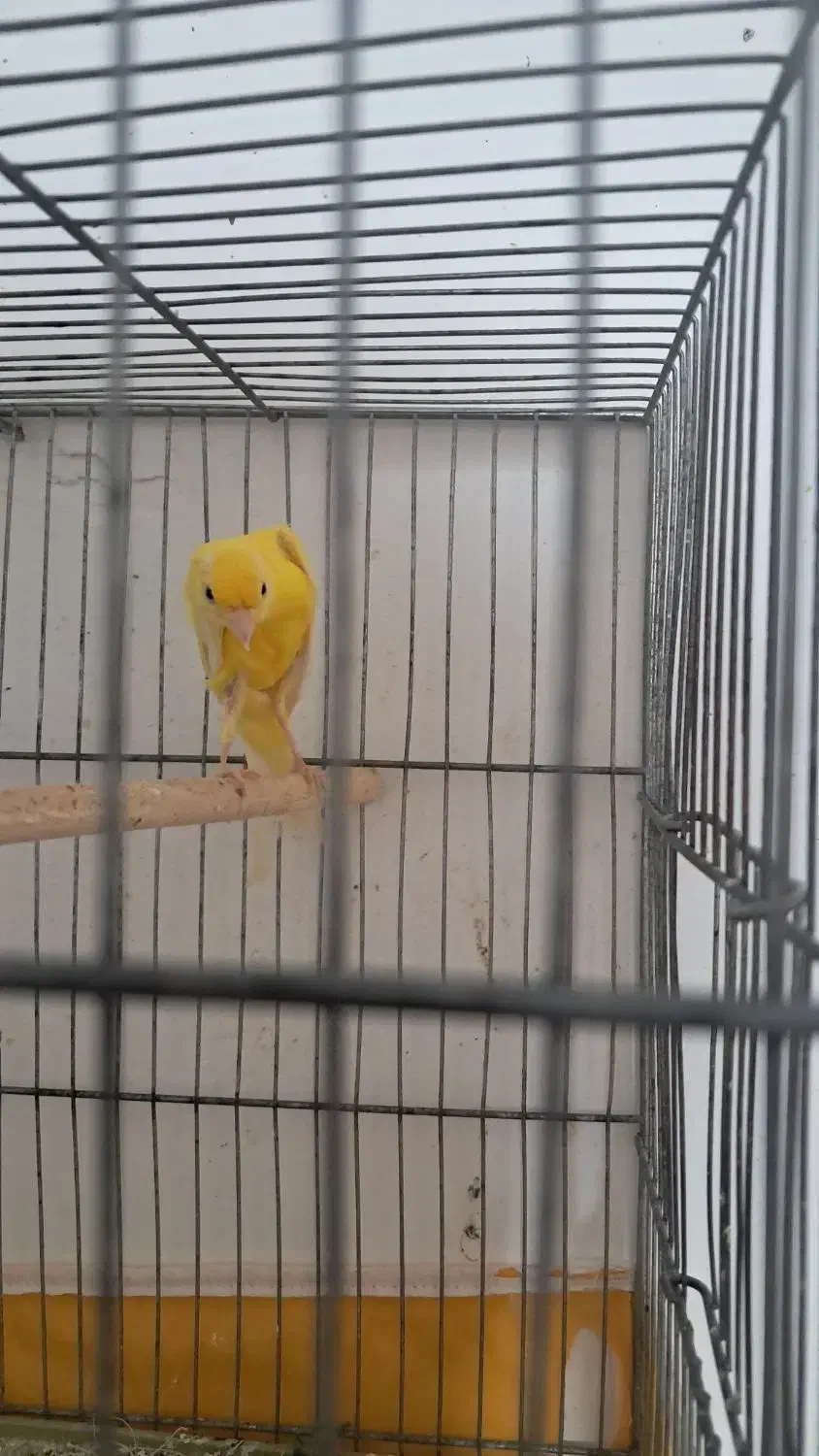 قناری بلند مست ماده گیر (ارسنجان)|پرنده|ارسنجان, |دیوار