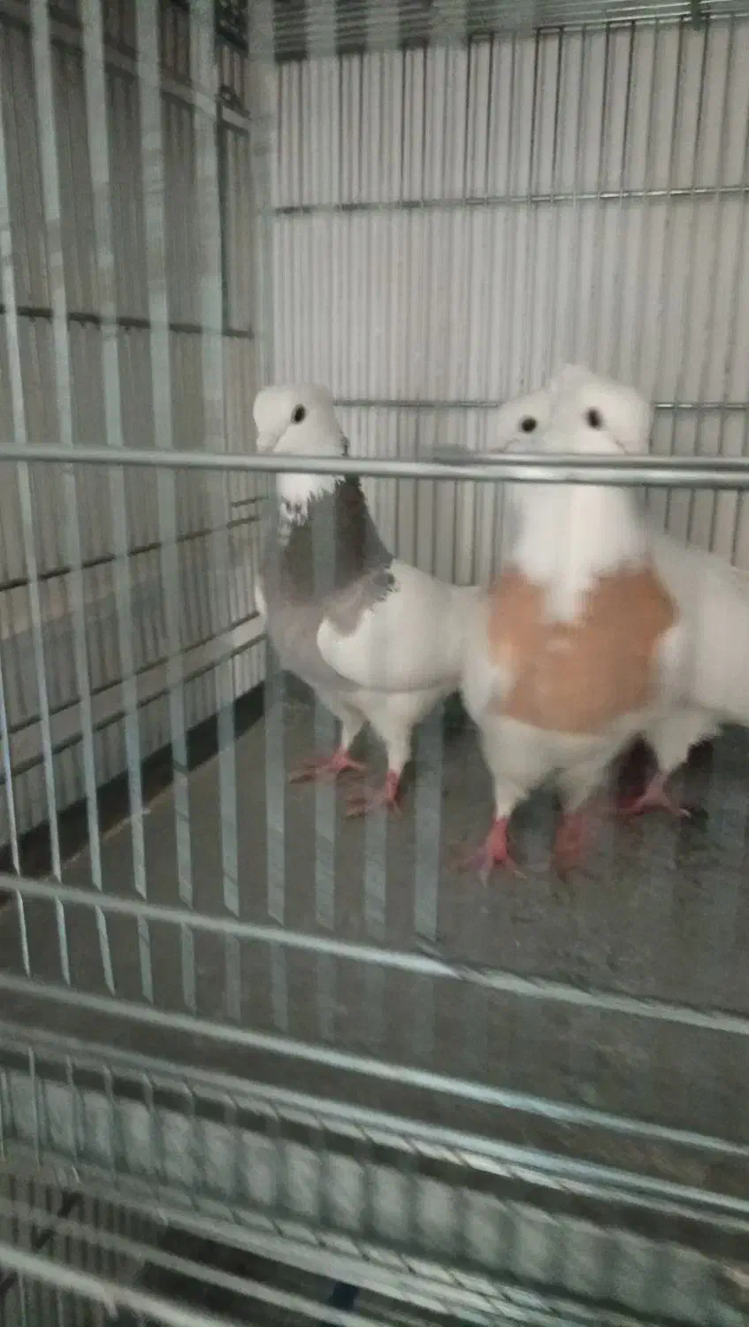 کبوتر|پرنده|اردبیل, |دیوار