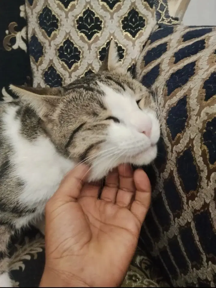 گربه|گربه|شهرکرد, |دیوار