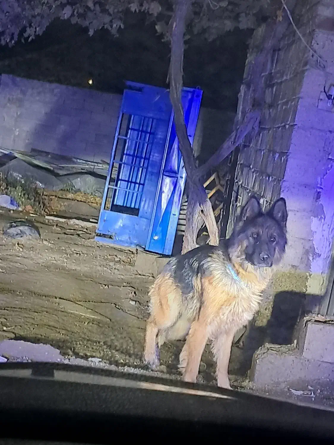 واگذاری ژرمن شولاین|سگ|نوشین شهر, |دیوار