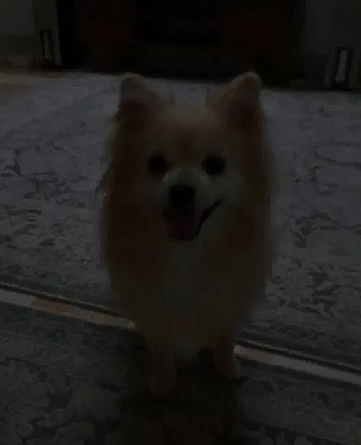 واگذاری پامرین عروسکی ۱ساله|سگ|ورامین, ورامین|دیوار