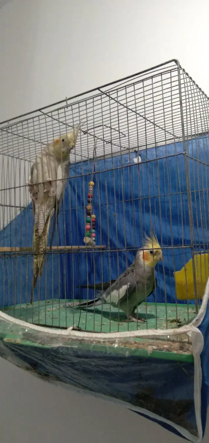 عروس هلندی|پرنده|رشت, معلولین|دیوار