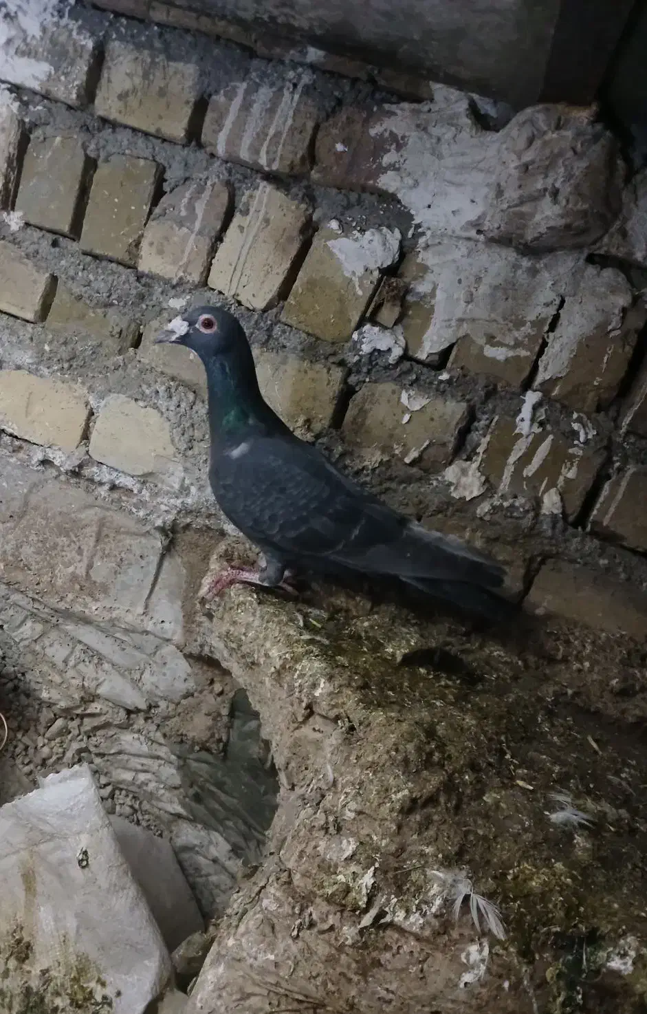 کبوتر|پرنده|قزوین, |دیوار