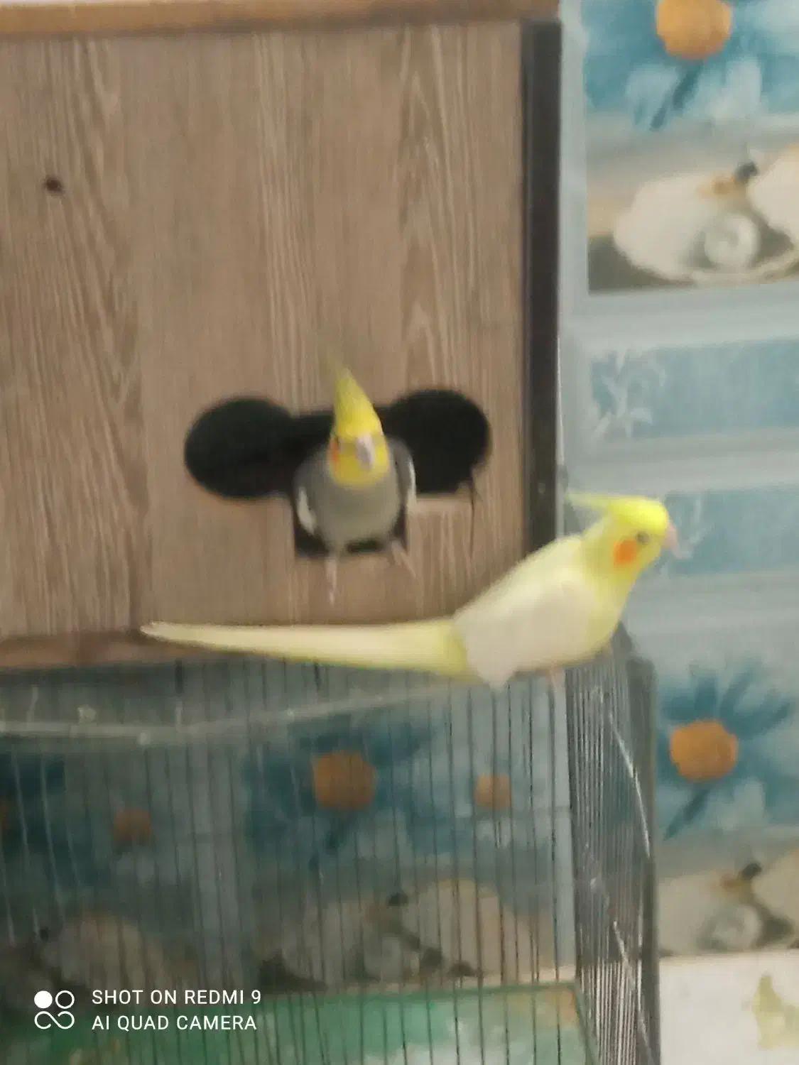 عروس هلندی|پرنده|اردکان, |دیوار