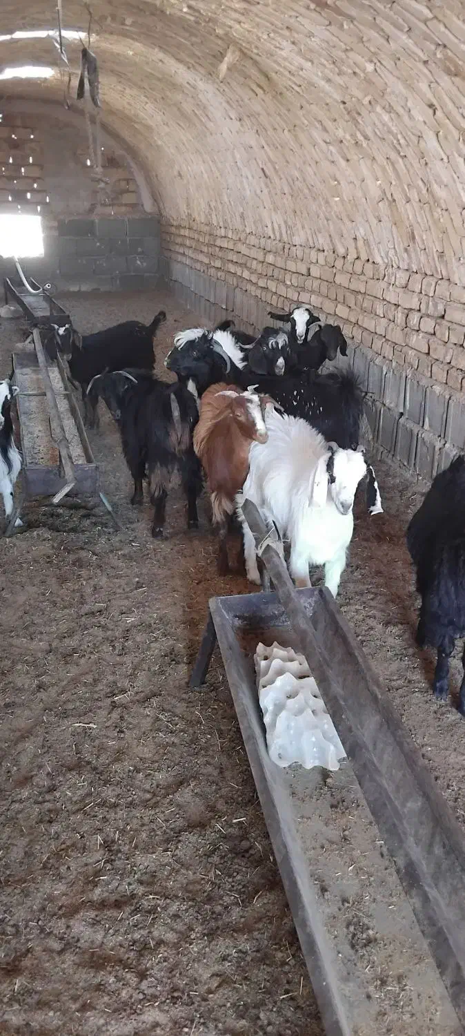 سلام گوشت بزغاله هرکی خواست درخدمتیم|حیوانات مزرعه|فردوس (خراسان), |دیوار