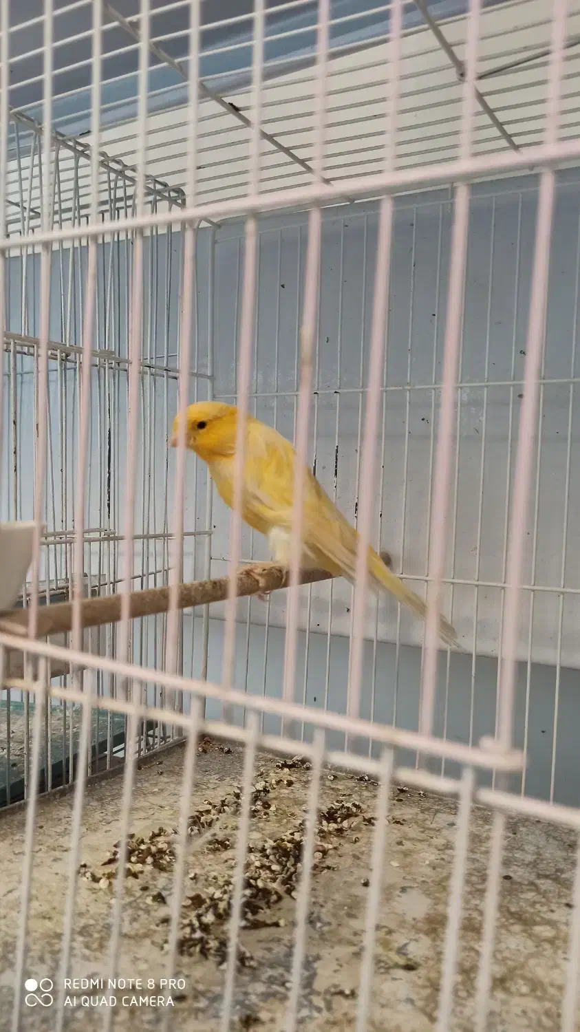 قناری نر مست مست شلاقی|پرنده|اصفهان, آبشار|دیوار