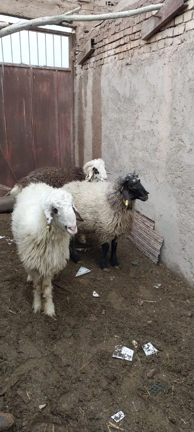 بره چاق درجه ۱|حیوانات مزرعه|یزد, |دیوار